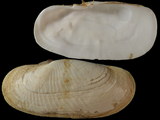 Solecurtus candidus