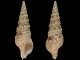 Lophiotoma abbreviata