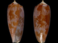 Conus obscurus