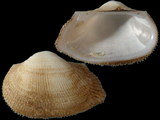 Variation413164