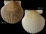 Argopecten irradians