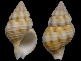 Variation31317