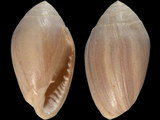 Melampus bidentatus