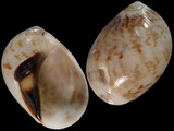 Mammilla simiae