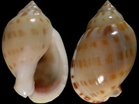 Casmaria natalensis