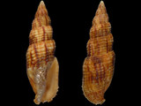 Nebularia incompta