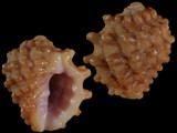 Variation213190