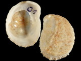 Crepidula aculeata