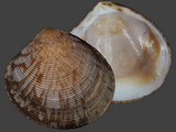 Variation313209