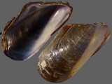 Variation413219