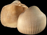 Maoricardium pseudolima