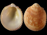 Variation213224
