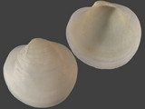 13232