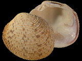 Variation413243