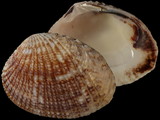 Variation413245