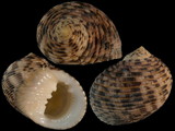 Nerita quadricolor