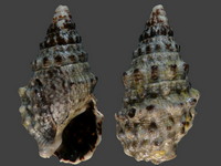 Cerithium caeruleum