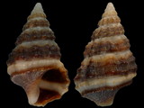 Cerithium africanum