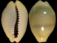 Cypraea moneta