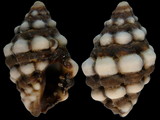 Morula anaxeres