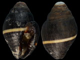 Variation313333