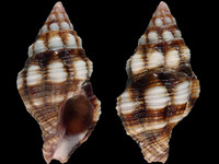 Variation313336