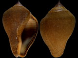 Variation313337