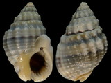 Nassarius natalensis