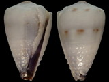 Conus nanus