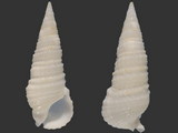 Variation21338