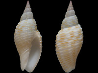 Variation213384