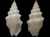 Variation413385