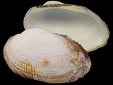 Variation21340