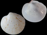 Variation213441
