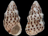 Cerithium punctatum