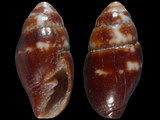 Vexillum microzonias