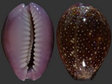 Variation313575