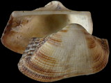 Arca patriachalis