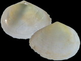 Leptomya rostrata