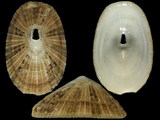 Lucapina sowerbii