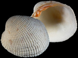 Variation21370