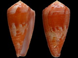 Conus pertusus