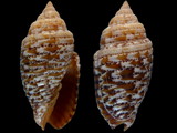 Variation413767