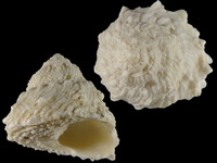 Variation41377
