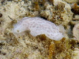 Peltodoris murrea