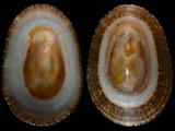 Scutellastra argenvillei