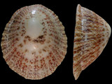 Variation413813