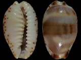 Cypraea owenii