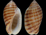 Vexilla vexillum