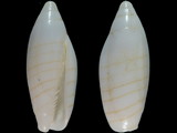 Variation113830